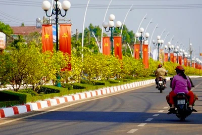 Đường hoa mai dài 6,4km được cấp bằng kỷ lục Việt Nam