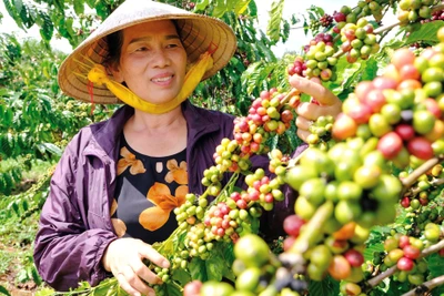 Cơ hội cho người trồng cà phê Robusta ở Lâm Đồng