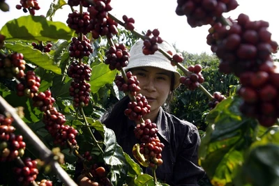 Vì sao giá cà phê tăng cao 'chưa từng có'?