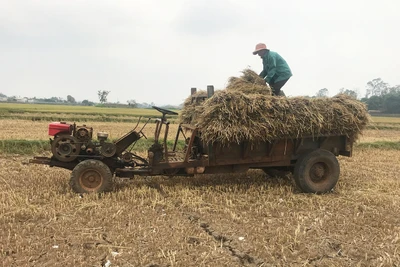 Hàng trăm ha lúa Đông Xuân thiếu nước tưới cục bộ