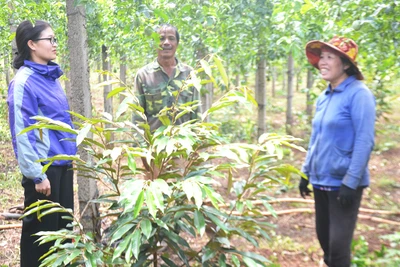 Hiệu quả chương trình, dự án hỗ trợ nông dân Chư Prông