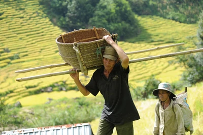 Chùm ảnh: Mùa vàng óng ả trên dãy Ngọc Linh