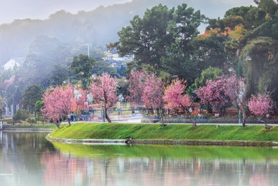 Ðà Lạt những bông hoa mãi nở