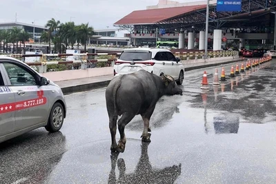 Trâu bất ngờ 'đột nhập' sân bay Nội Bài