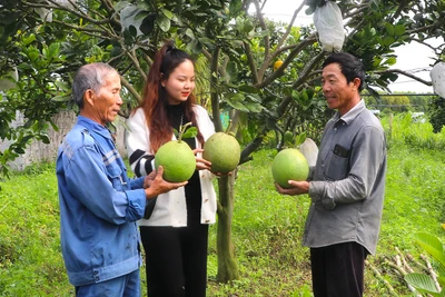 Người dân phường An Bình đa dạng mô hình sinh kế 