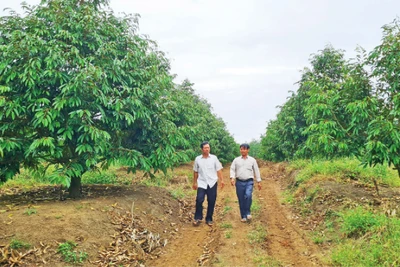 Tiên phong sản xuất nông nghiệp công nghệ cao