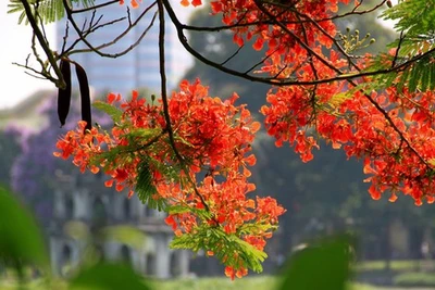 Hè trong hoài niệm