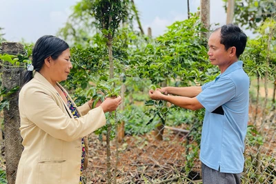 Ông Lành “dân vận khéo”