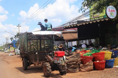 Siết chặt quản lý thuế mua bán sầu riêng