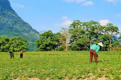 Quảng Bình: Chuyển Công an điều tra vụ có dấu hiệu cung ứng giống lạc giả