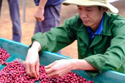 Chàng trai đổi đời nhờ nông nghiệp hữu cơ vì dám làm khác, nghĩ khác...