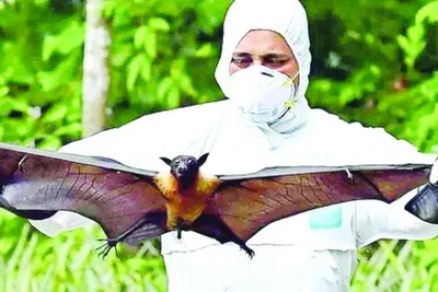 Cảnh giác trước sự lây lan của virus Nipah