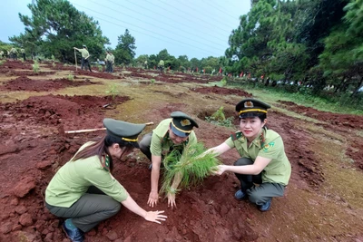 Chung tay bảo vệ “lá phổi xanh” của thành phố 