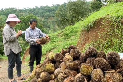 Sầu riêng ở Đắk Glong rụng trái bất thường