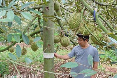 Dùng băng thun y tế phòng rệp sáp gây hại sầu riêng