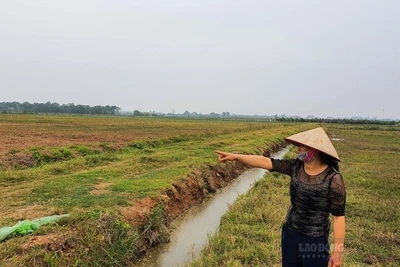 Chi tiết bồi thường đối cây trồng, vật nuôi khi Nhà nước thu hồi đất 