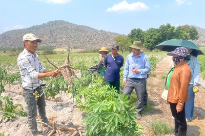 Thành “tỷ phú nông dân” nhờ chuyển đổi cây trồng