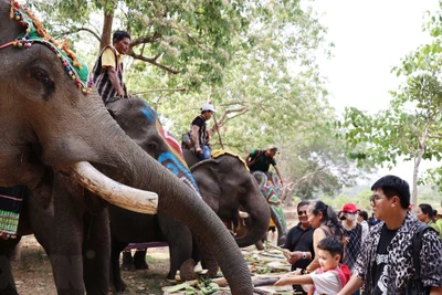 Lễ hội tháng Ba Tây Nguyên: Trải nghiệm các hoạt động thân thiện với voi