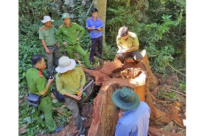 Không để xảy ra “điểm nóng” về xâm hại tài nguyên rừng tại Gia Lai