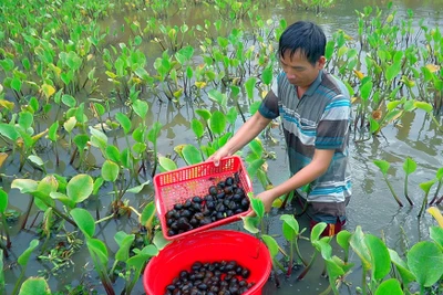 Ưu tiên nguồn lực hỗ trợ hộ nghèo phát triển sản xuất