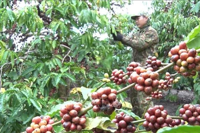 Nghịch lý cà phê tăng giá nhưng người nông dân không vui