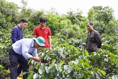 Ngọn lửa tình nguyện