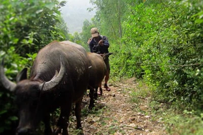 'Gửi' trâu, bò trên dãy Hoành Sơn