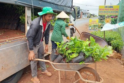 Tư duy thông thái giữa 'ma trận' cây trồng