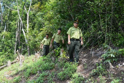 Những bước chân lặng lẽ