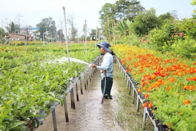 Thị trường hoa kiểng tết: Nơi trúng mùa, nơi trông ngóng thời tiết