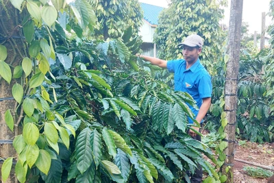 Gia Lai: Thanh niên dân tộc thiểu số khát vọng vươn lên