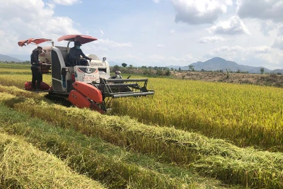 Nhà nước nắm giữ vốn góp chi phối đối với công ty nông nghiệp có phương án sử dụng đất từ 500 ha trở lên