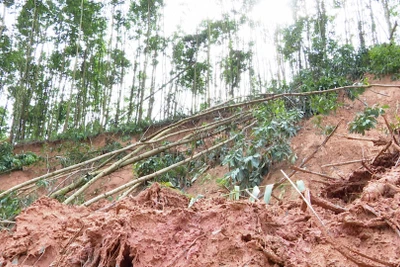 Màu xanh không bền vững