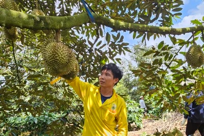 Giá sầu riêng giảm, thương lái kén như kén... vợ