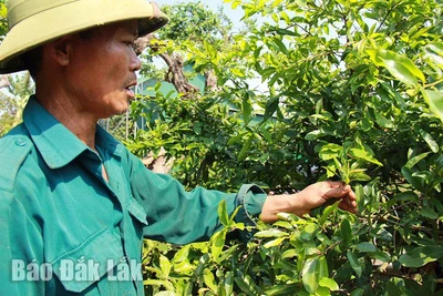 Chăm sóc mai - nghề chơi cũng lắm công phu