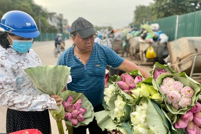 Hoa sen đột biến đầu vụ: Giá tăng cao vẫn ‘cháy hàng’ 