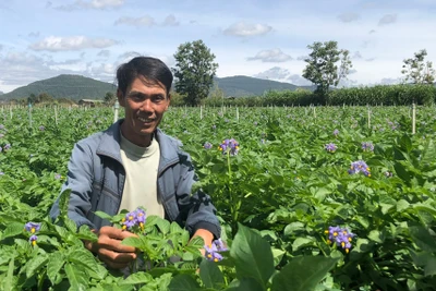 Nông dân làm giàu bằng trồng khoai tây hoa tím