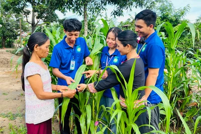 Học kỳ của những trái tim tình nguyện