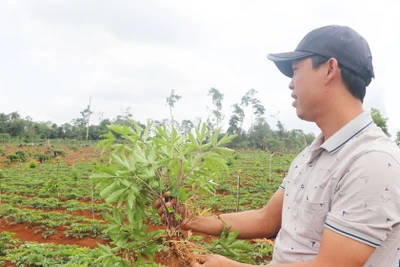 Chi hỗ trợ không quá 1 tỷ đồng/dự án phát triển vùng trồng dược liệu quý ở miền núi