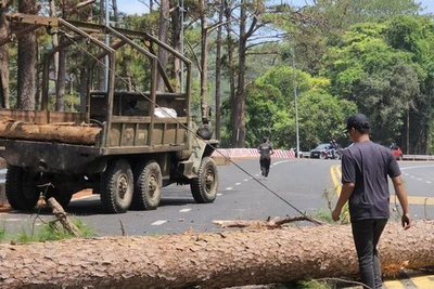 Đà Lạt khẩn cấp cưa hạ 15 thông trên đèo Prenn