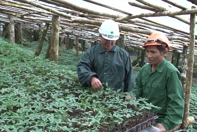 Đặt mục tiêu phát triển 10.000ha sâm Ngọc Linh