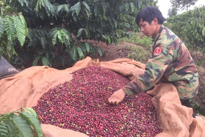 Bài học vỡ nợ ký gửi nông sản ở Đắk Nông