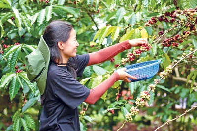 Người trẻ trở về