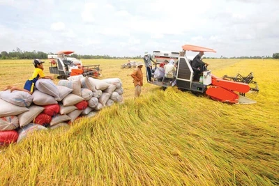 Không gian phát triển lúa gạo