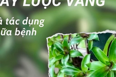 Cây lược vàng giúp ức chế tế bào ung thư, chữa gan nhiễm mỡ