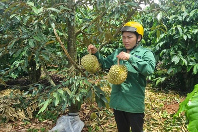 Cần nghiêm trị hành vi phá hoại vườn cây! 