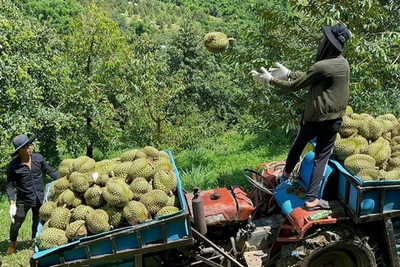 Xây thương hiệu sầu riêng organic Khánh Sơn