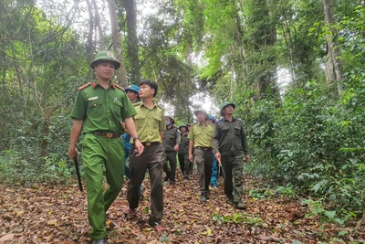 Kbang quyết liệt ngăn chặn hành vi xâm hại rừng