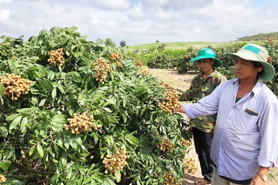 Phú An chuyển mình