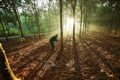 Ngành lâm nghiệp Việt sẵn sàng ứng phó với EUDR